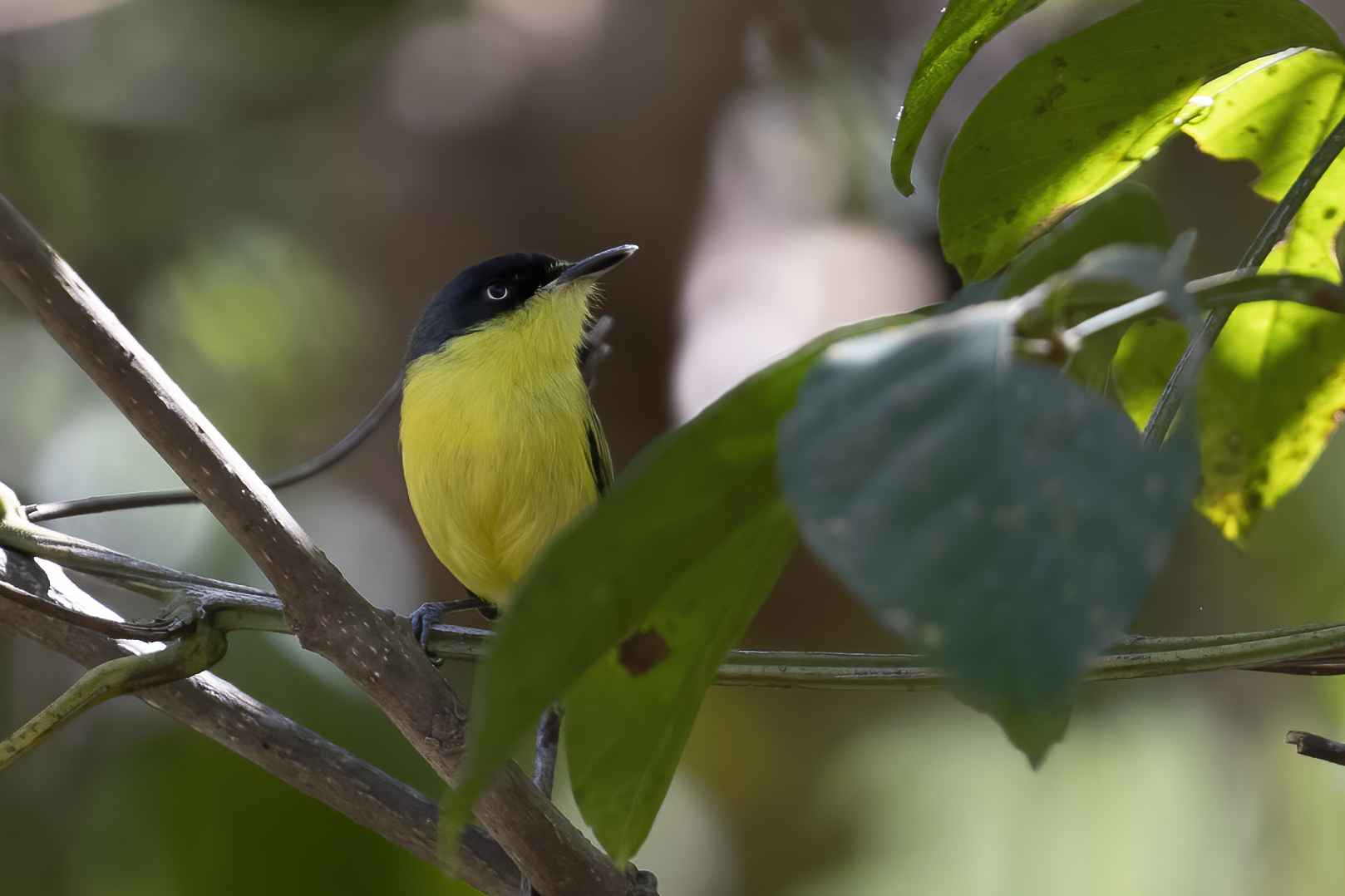 Common Tody-Flycatcher